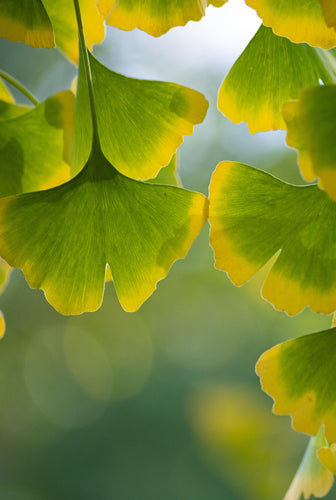Close-up of green and yellow leaves with a blurred natural background