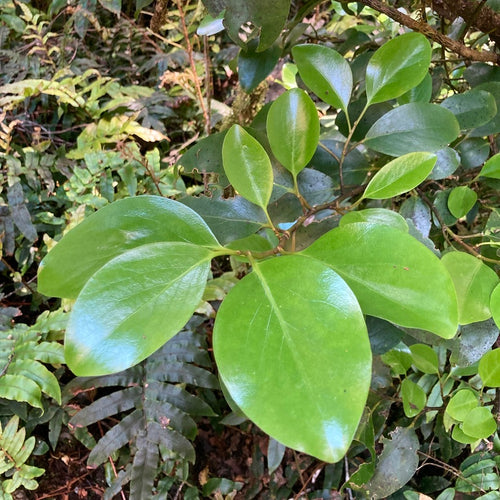 Griselinia_littoralis_258334503 by Mike Dickison 