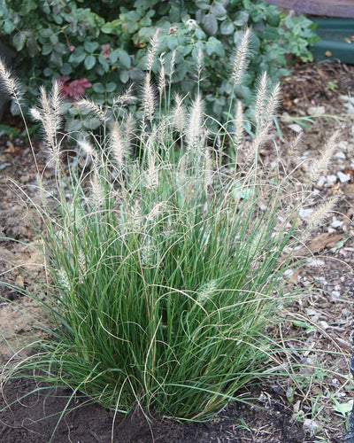 Grass plant with decorative seed heads in a garden setting