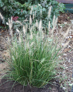 Grass plant with decorative seed heads in a garden setting