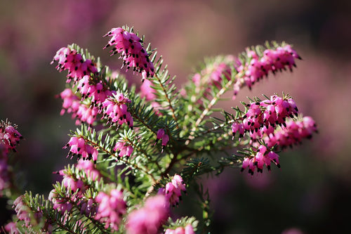 Heather 'Rubina'