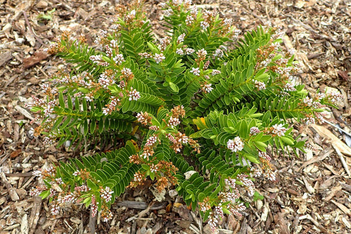 Small shrub with green leaves and small pink flowers on a mulched ground