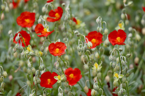 Helianthemum ‘Henfield Brilliant’ 