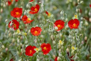 Helianthemum ‘Henfield Brilliant’ 