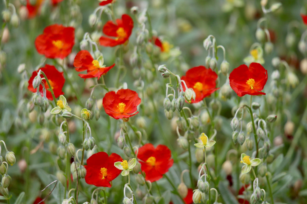 Helianthemum ‘Henfield Brilliant’ 