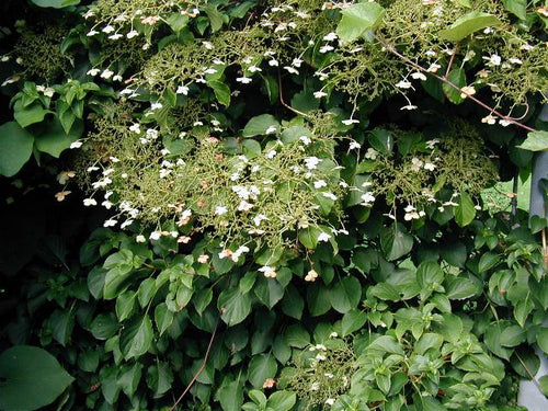 Hydrangea_petiolaris photo by da:Bruger:Sten.