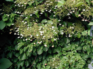 Hydrangea_petiolaris photo by da:Bruger:Sten.