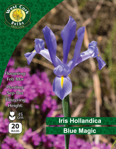 West Cork Bulbs Ireland packaging for Iris Hollandica Blue Magic with a purple flower and green background.