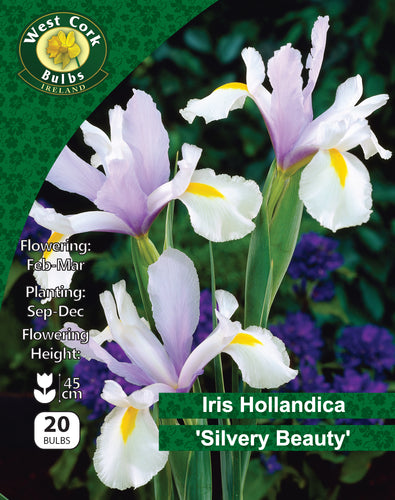 IrisHollandicaSilveryBeauty20Bulbs