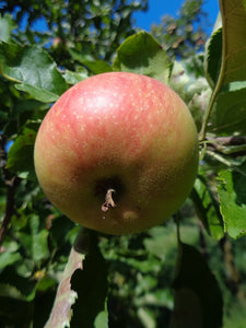 Malus domestica 'Jonagold' / Apple Tree 'Jonagold'