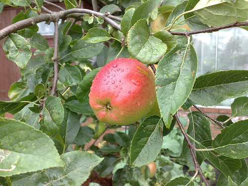 James_grieve_apple by Il cacciatore