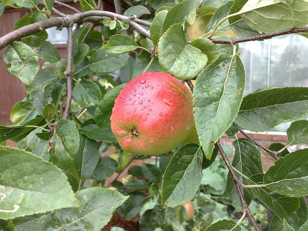 James_grieve_apple by Il cacciatore
