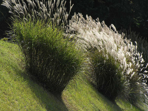 Tall grasses and plants on a sloped landscape