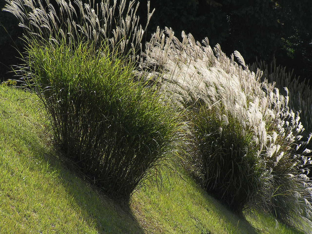 Tall grasses and plants on a sloped landscape