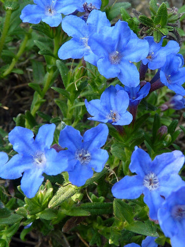 Close-up of bright blue flowers with green leaves