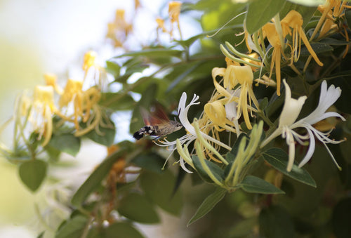 Yellow and white flowers with a bee on a green leafy background