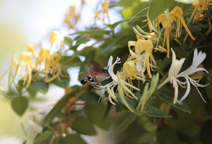Yellow and white flowers with a bee on a green leafy background