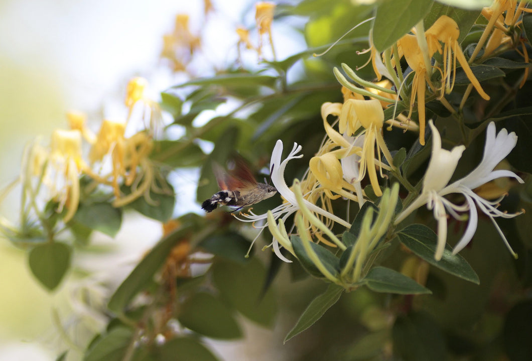 Yellow and white flowers with a bee on a green leafy background