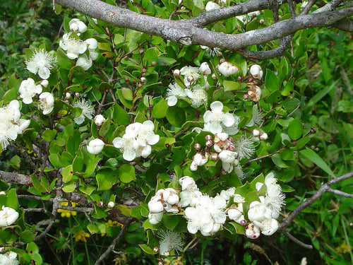 Luma_apiculata-Arrayan__flor y lina linoa