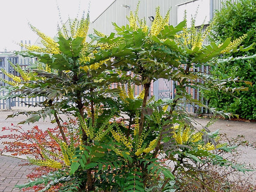 Green plant with yellow flowers in an urban setting