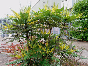 Green plant with yellow flowers in an urban setting