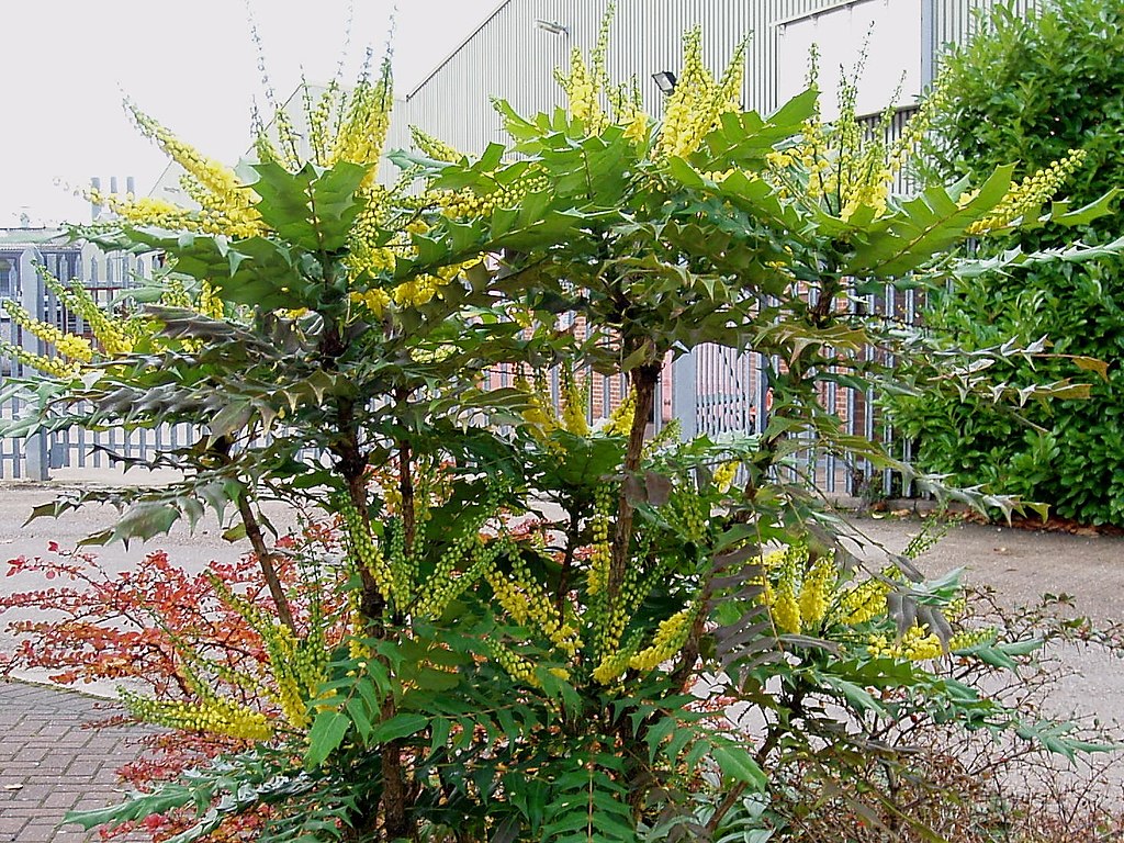 Green plant with yellow flowers in an urban setting