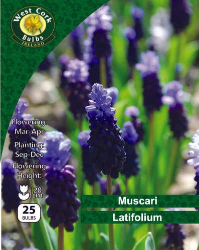 West Cork Bulbs packaging for Muscari Latifolium with blue flowers and green text.