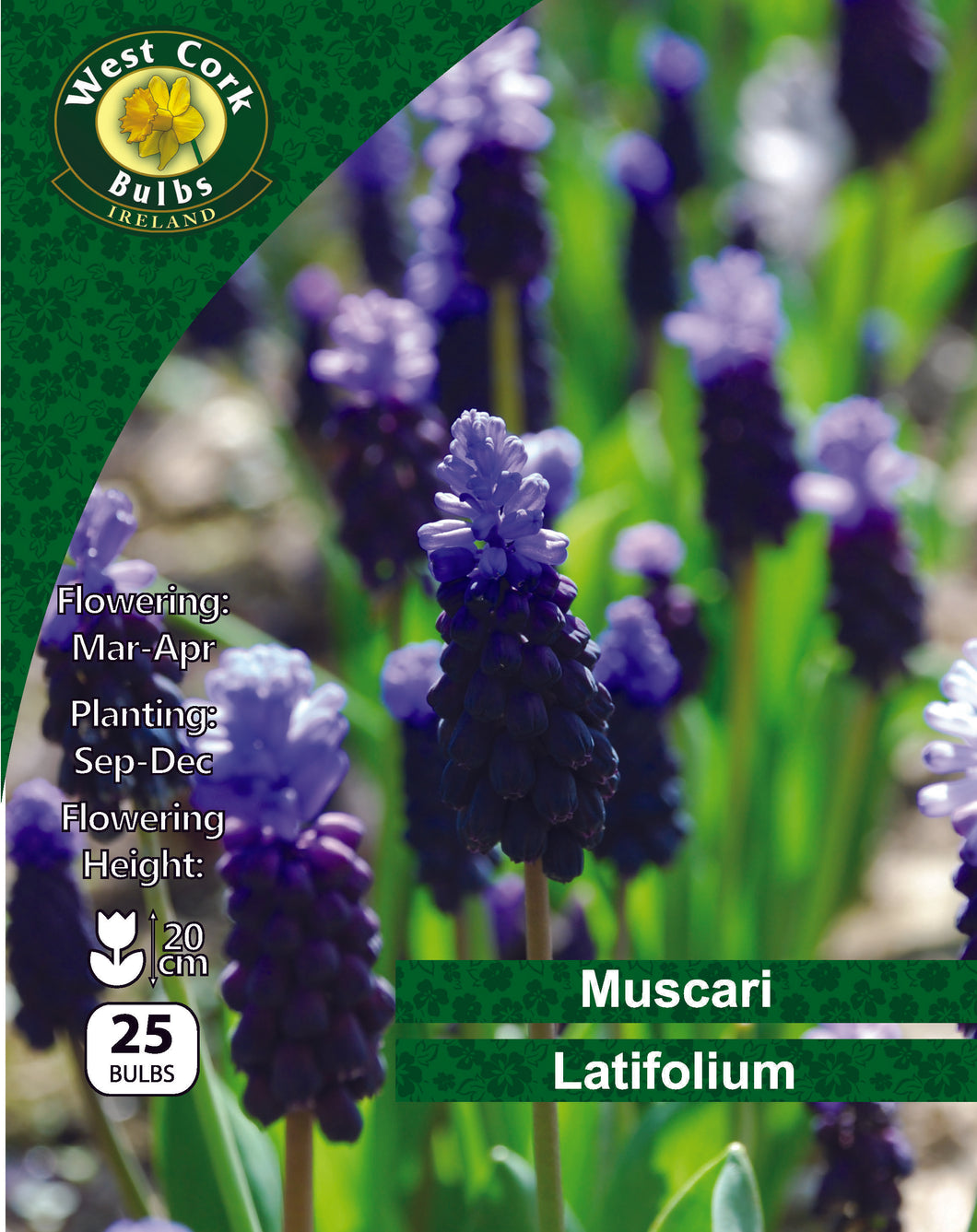 West Cork Bulbs packaging for Muscari Latifolium with blue flowers and green text.