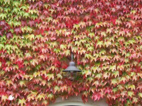 Wall covered with red and green ivy leaves with a light fixture peeking through.