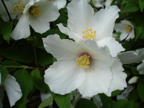 Close-up of white flowers with yellow centers on a green background
