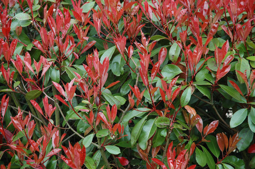 Close-up of a bush with red and green leaves