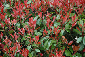 Close-up of a bush with red and green leaves