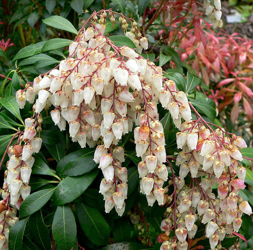 Bunch of white flowers with green leaves in the background