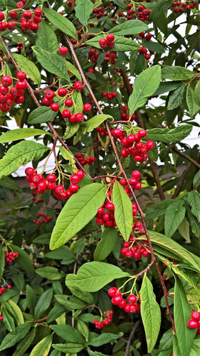 Prostrate Willowleaf Cotoneaster