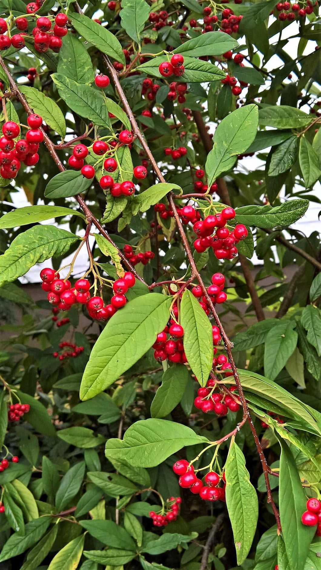 Prostrate Willowleaf Cotoneaster