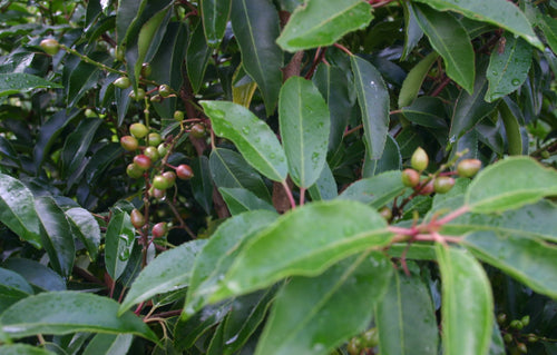 Close-up of green leaves and small fruits on a tree