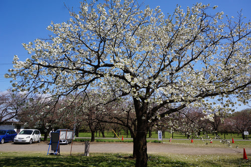 Prunus__Shirotae by SLIMHANNYA