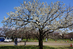 Prunus__Shirotae by SLIMHANNYA