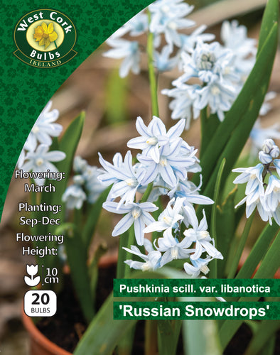 West Cork Bulbs packaging for 'Russian Snowdrops' with plant image and details.