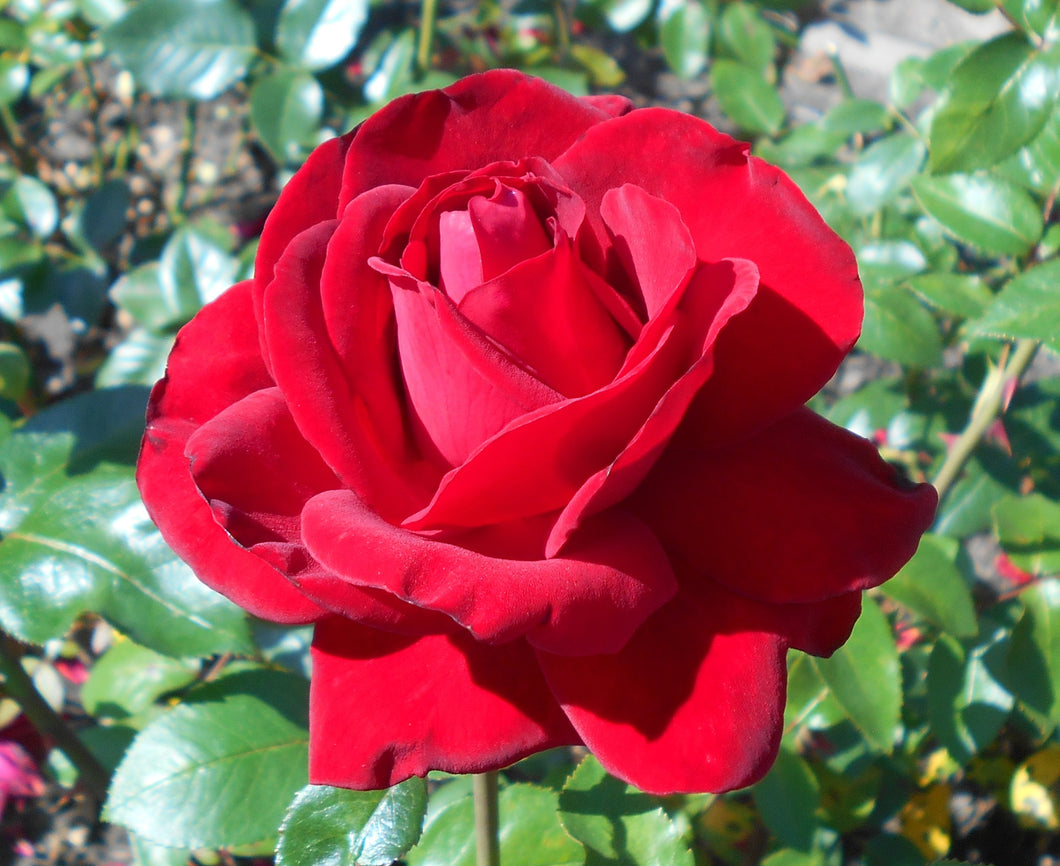 Rosa 'Ruby Wedding' Hybrid Tea Rose
