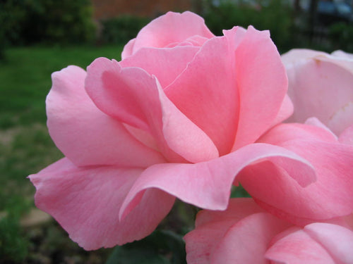 Close-up of a pink rose with a blurred green background