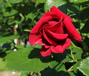 Rosa 'Sympathie' Climbing Rose
