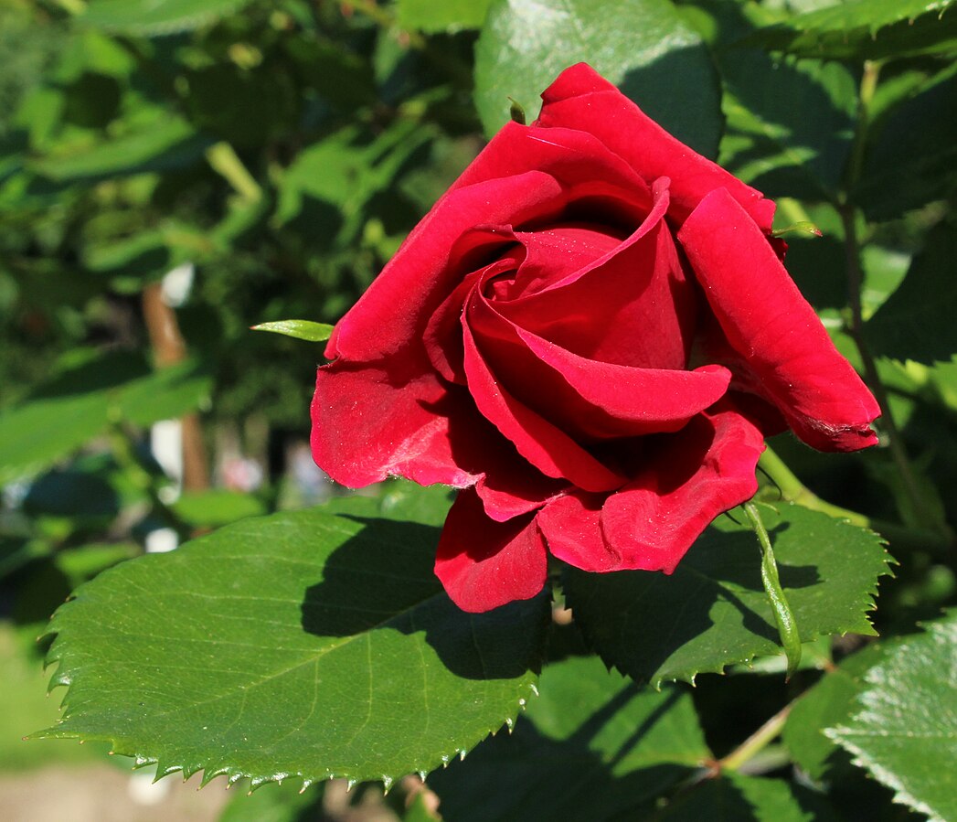 Rosa 'Sympathie' Climbing Rose