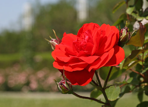 Red rose with green leaves against a blurred natural background
