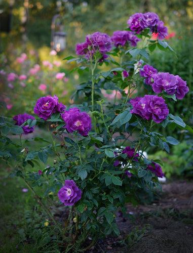 Purple Rosa__Rhapsody_in_Blue by Dmitriy Konstantinov