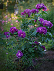Purple Rosa__Rhapsody_in_Blue by Dmitriy Konstantinov