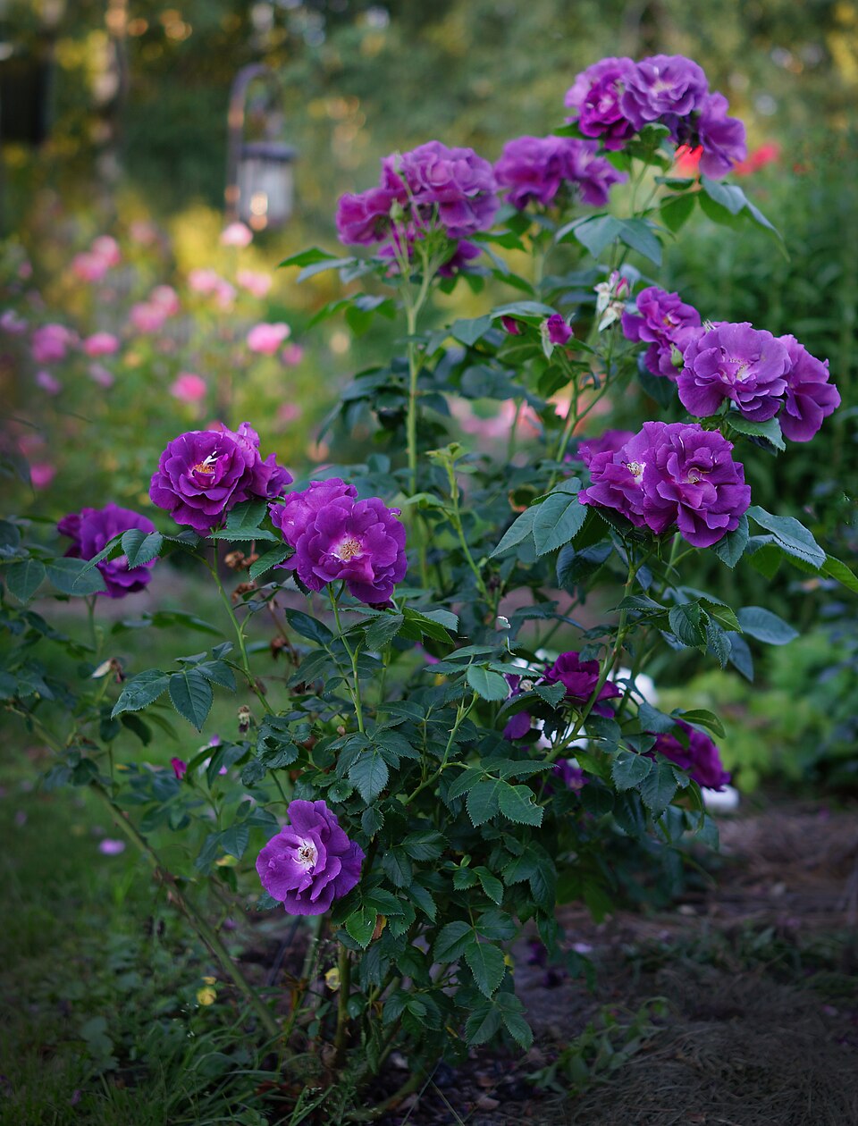 Purple Rosa__Rhapsody_in_Blue by Dmitriy Konstantinov