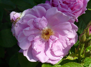 Rosa 'Sarah van Fleet' Rugosa Rose
