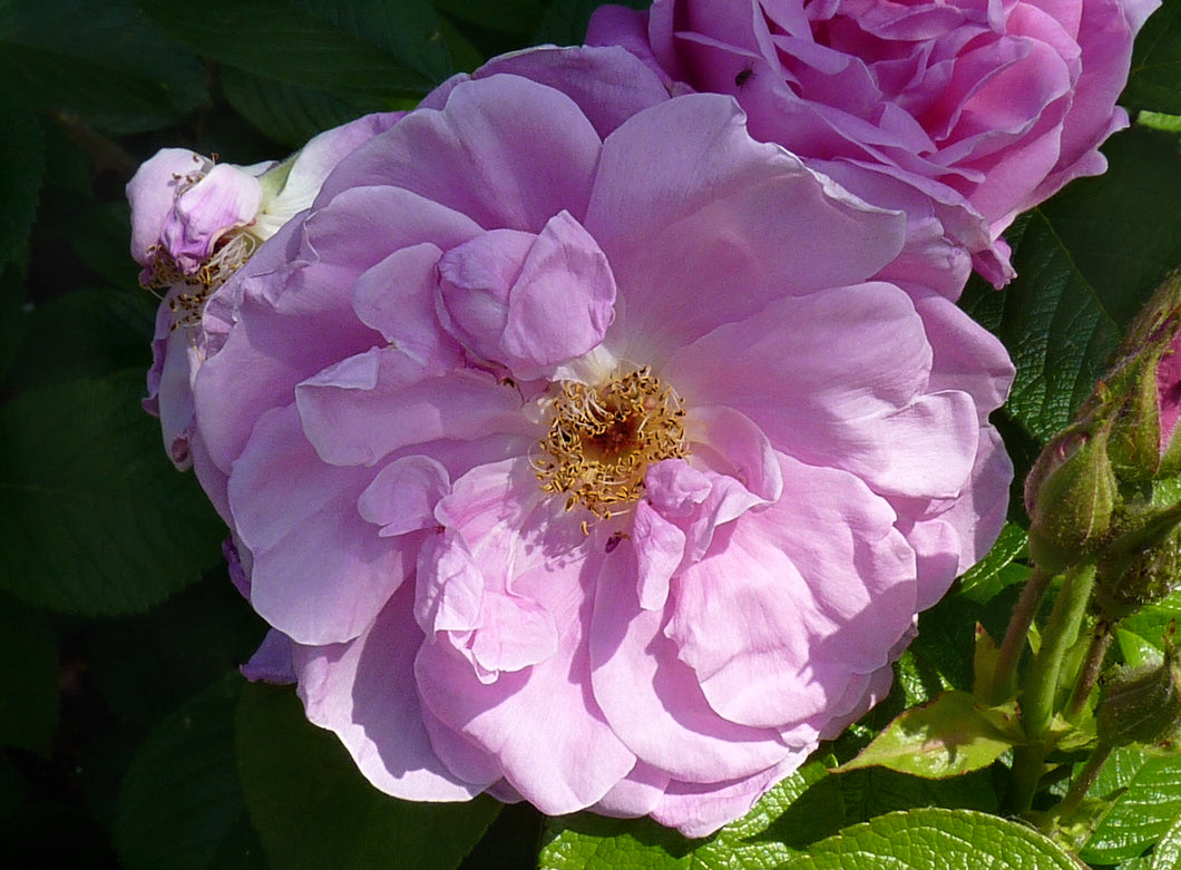 Rosa 'Sarah van Fleet' Rugosa Rose