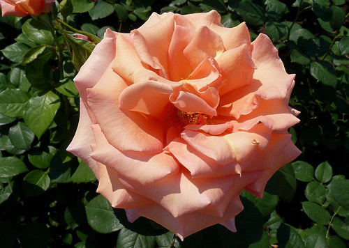 Close-up of a pink rose with green leaves in the background